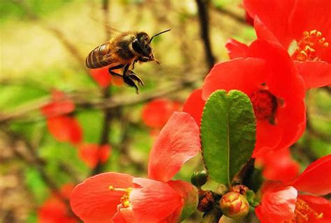 蜜蜂窝在家|蜜蜂在家里筑巢该怎么办？